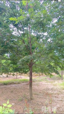 13公分榉树