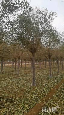 15公分大叶女贞