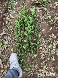 高度80厘米大叶黄杨