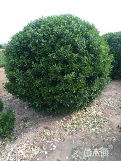 冠幅200厘米大叶黄杨球