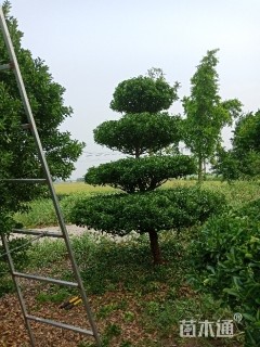 冠幅300厘米大叶黄杨球