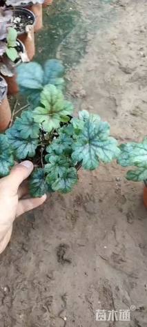 高度15厘米矾根