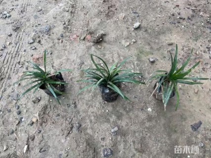 高度10厘米玉龙草