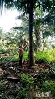 裸干高50厘米椰子树