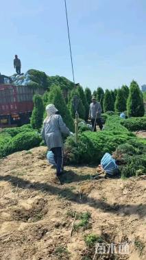 高度400厘米塔柏