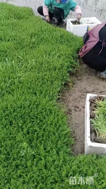 高度70厘米水芹