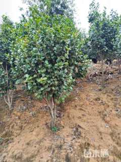 高度250厘米山茶花