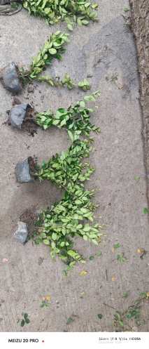 高度40厘米金森女贞