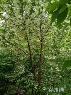 3公分野茉莉