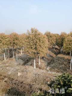 15公分辉煌女贞