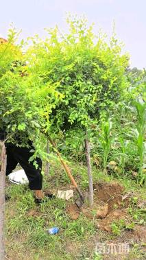 冠幅80厘米金叶榆球