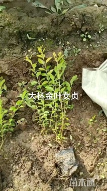 高度50厘米金叶女贞