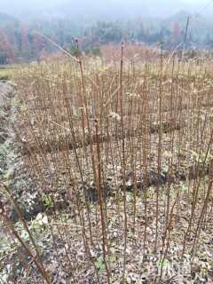 高度40厘米柏木