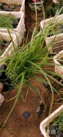 高度15厘米青绿苔草