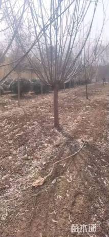 12公分绚丽海棠