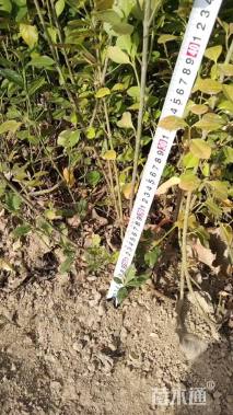 高度70厘米陕西卫矛