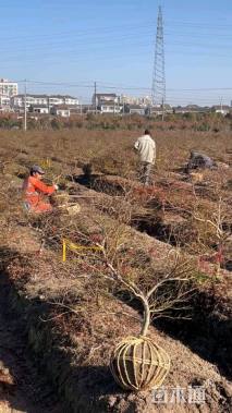 高度130厘米羽毛枫