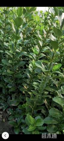 高度30厘米大叶黄杨