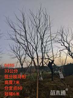 30公分乌桕