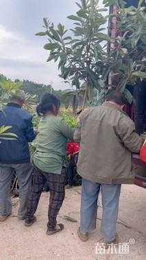4公分枇杷