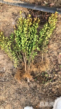 高度40厘米瓜子黄杨