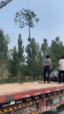 13公分苦楝