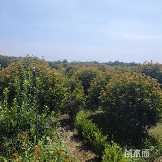 冠幅100厘米红叶石楠球