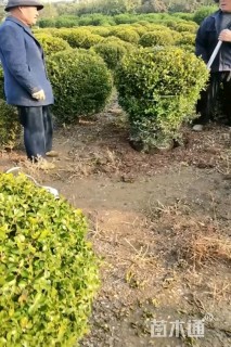 冠幅150厘米瓜子黄杨球