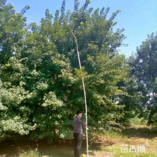 高度800厘米丛生元宝枫