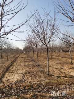 高度380厘米阳光樱