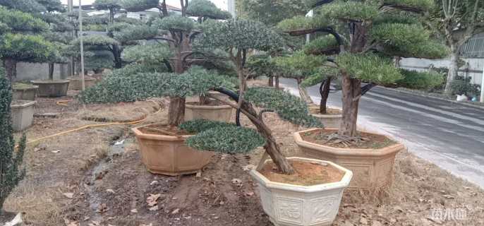 原生苗造型罗汉松