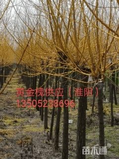 5678公分黄金槐