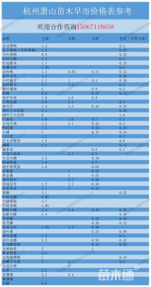 高度30厘米八仙花
