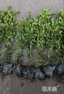 高度30厘米瓜子黄杨