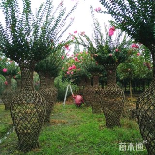 60公分造型紫薇
