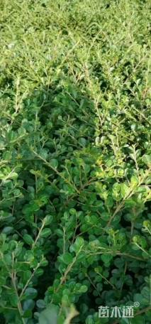 高度40厘米平枝栒子