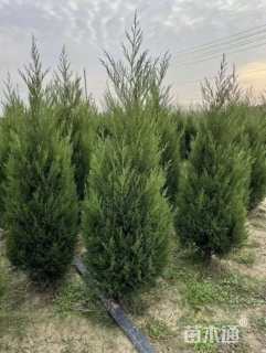 高度80厘米蜀桧