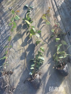 40厘米风车茉莉