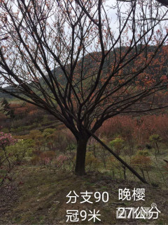 26公分日本晚樱