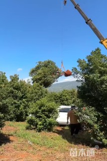 25公分杨梅