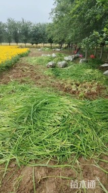 高度30厘米大花萱草
