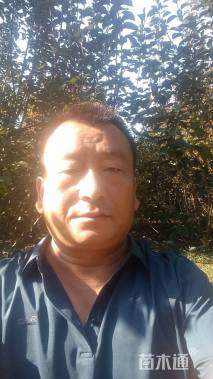 10公分绚丽海棠
