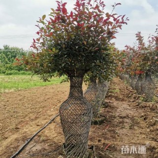 高度180厘米海棠花瓶