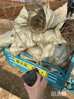 高度50厘米平枝栒子