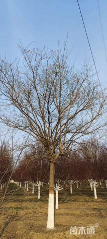 19公分国槐