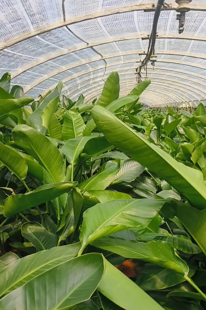 高度120厘米天堂鸟