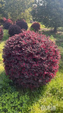 冠幅200厘米红花继木球