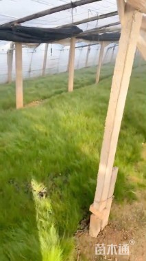 高度40厘米墨西哥羽毛草
