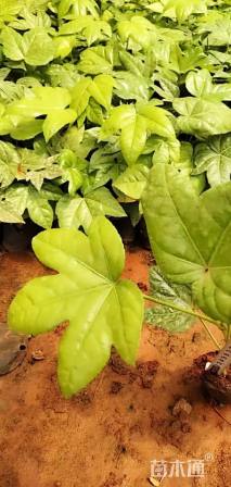 高度20厘米八角金盘小苗