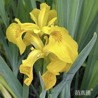 高度30厘米黄菖蒲